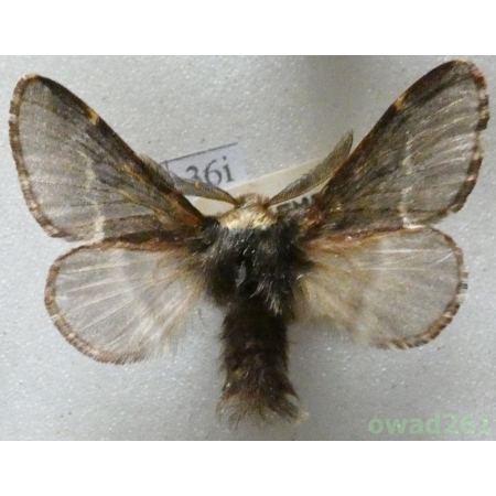 Poecilocampa populi (Linnaeus, 1758) male Czech36i